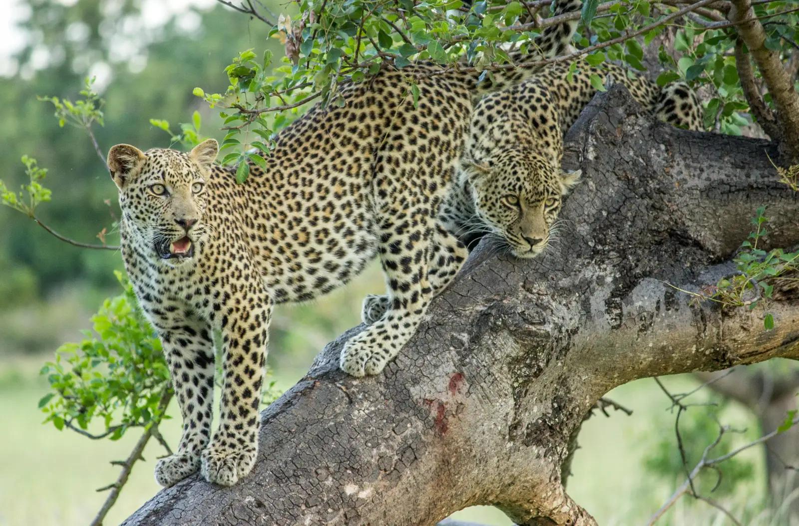 Cheetah Plains