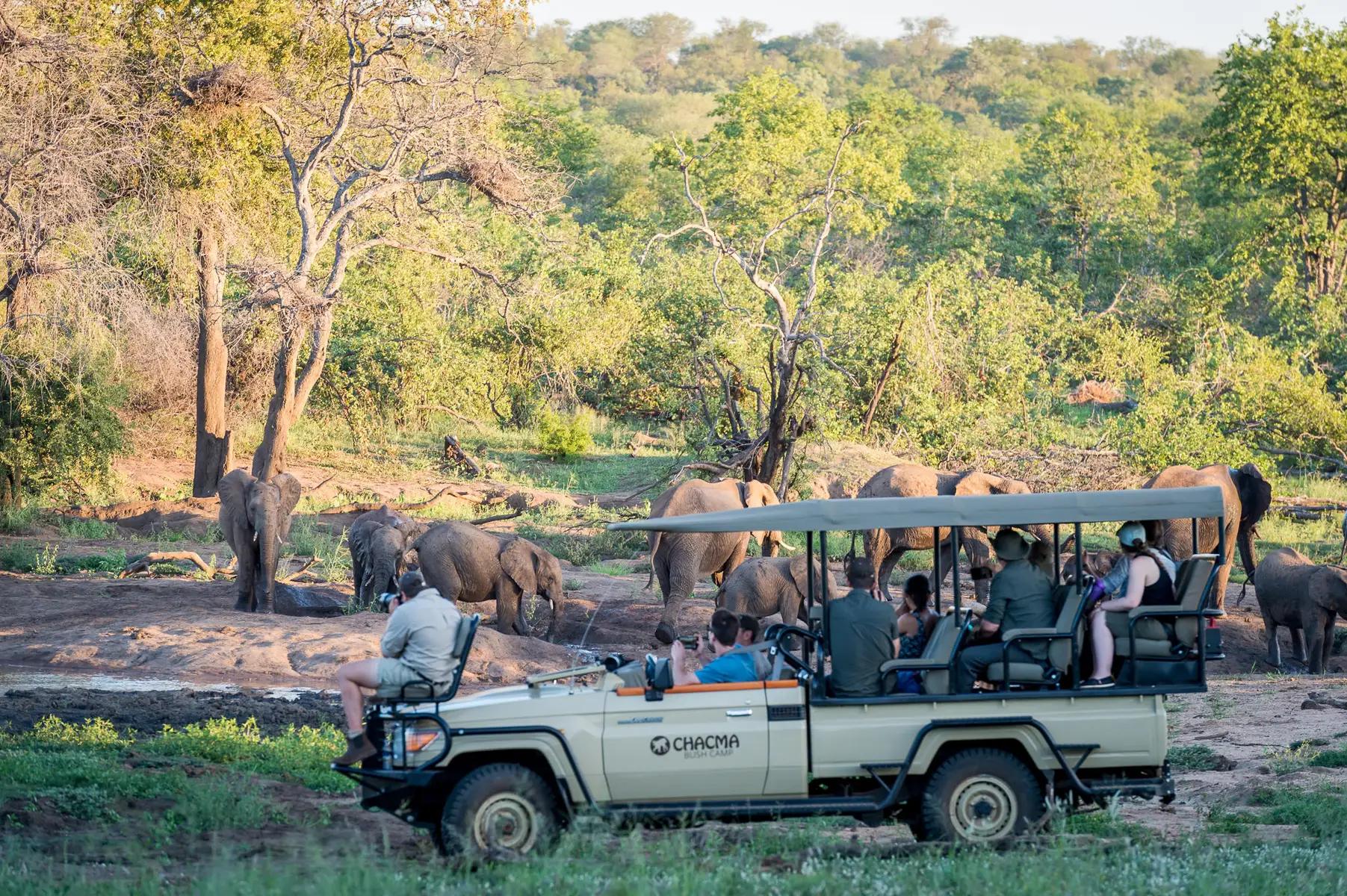 Chacma Bush Camp