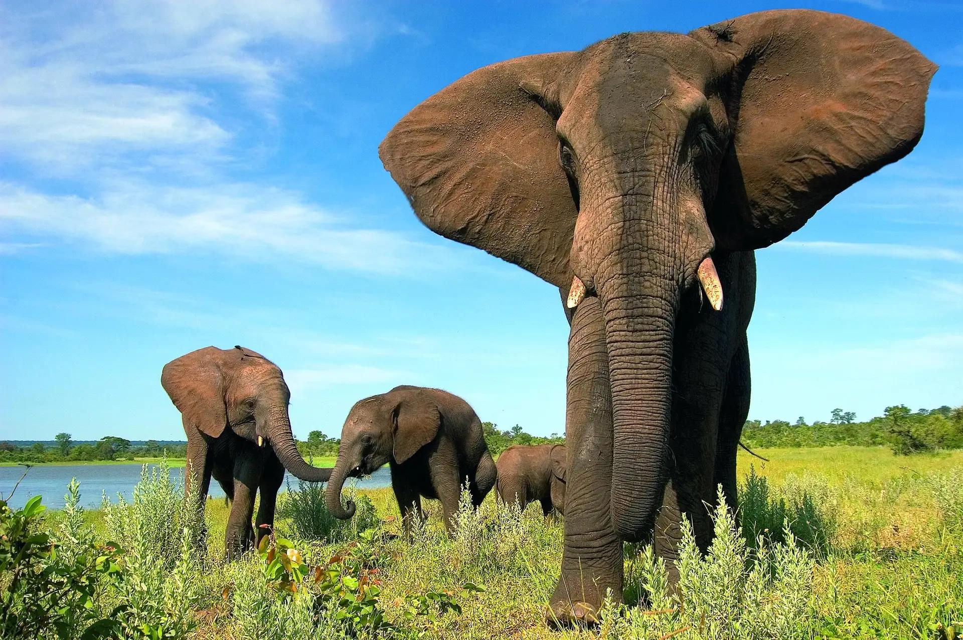 4-Day-All-Inclusive Victoria Falls Safari at Elephant Camp