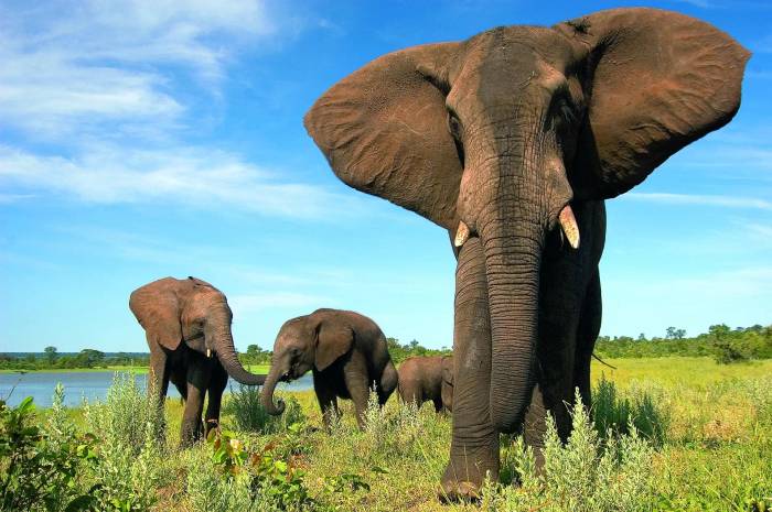 4-Day-All-Inclusive Victoria Falls Safari at Elephant Camp