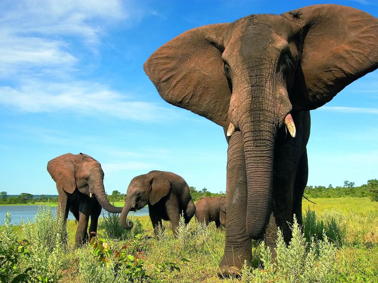 4-Day-All-Inclusive Victoria Falls Safari at Elephant Camp