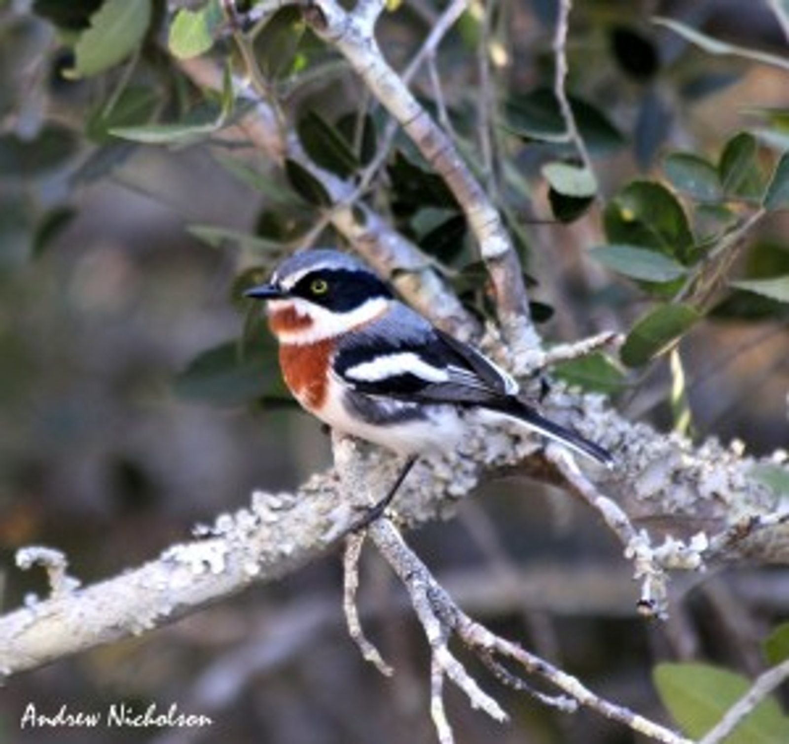 Chinspot Batis