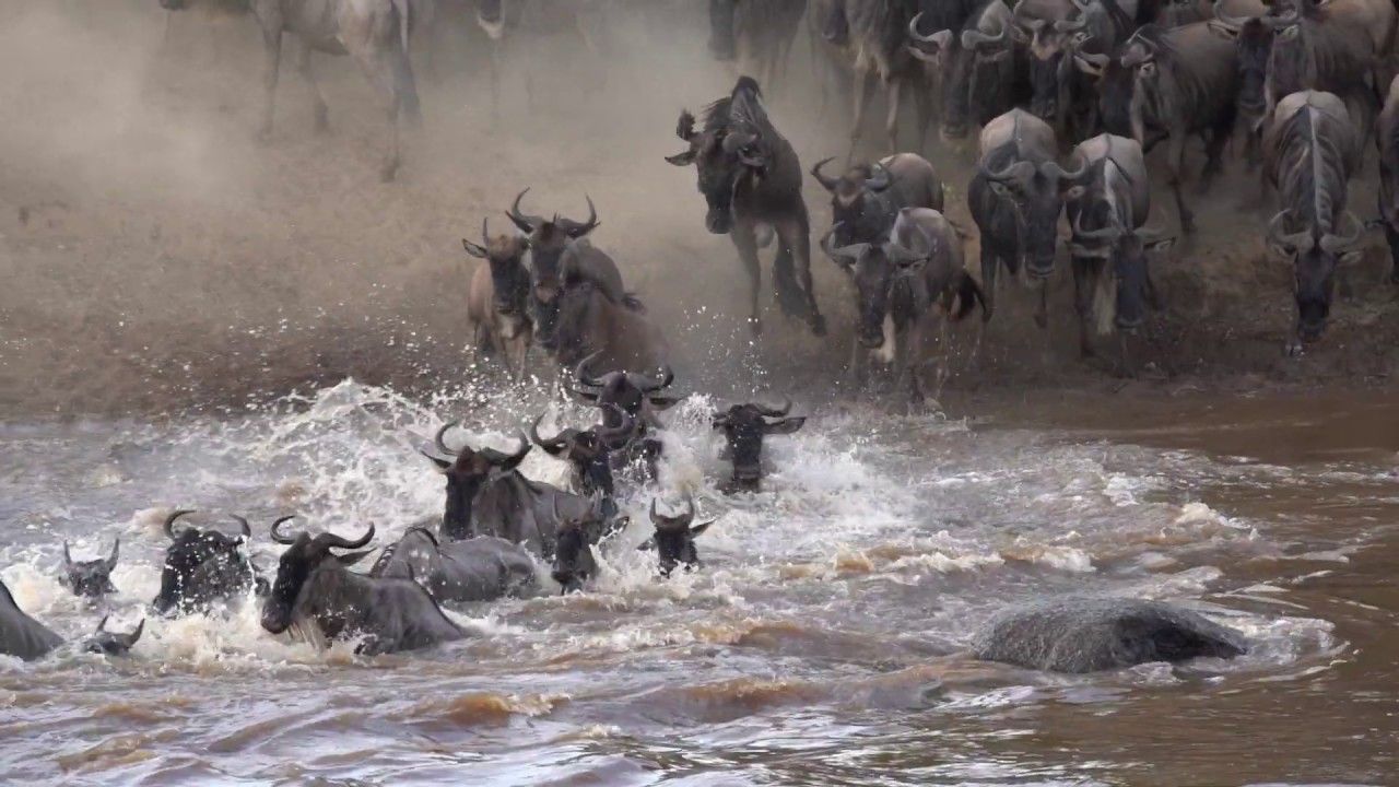 The Great Migration Path Explained | Safari.com Blog