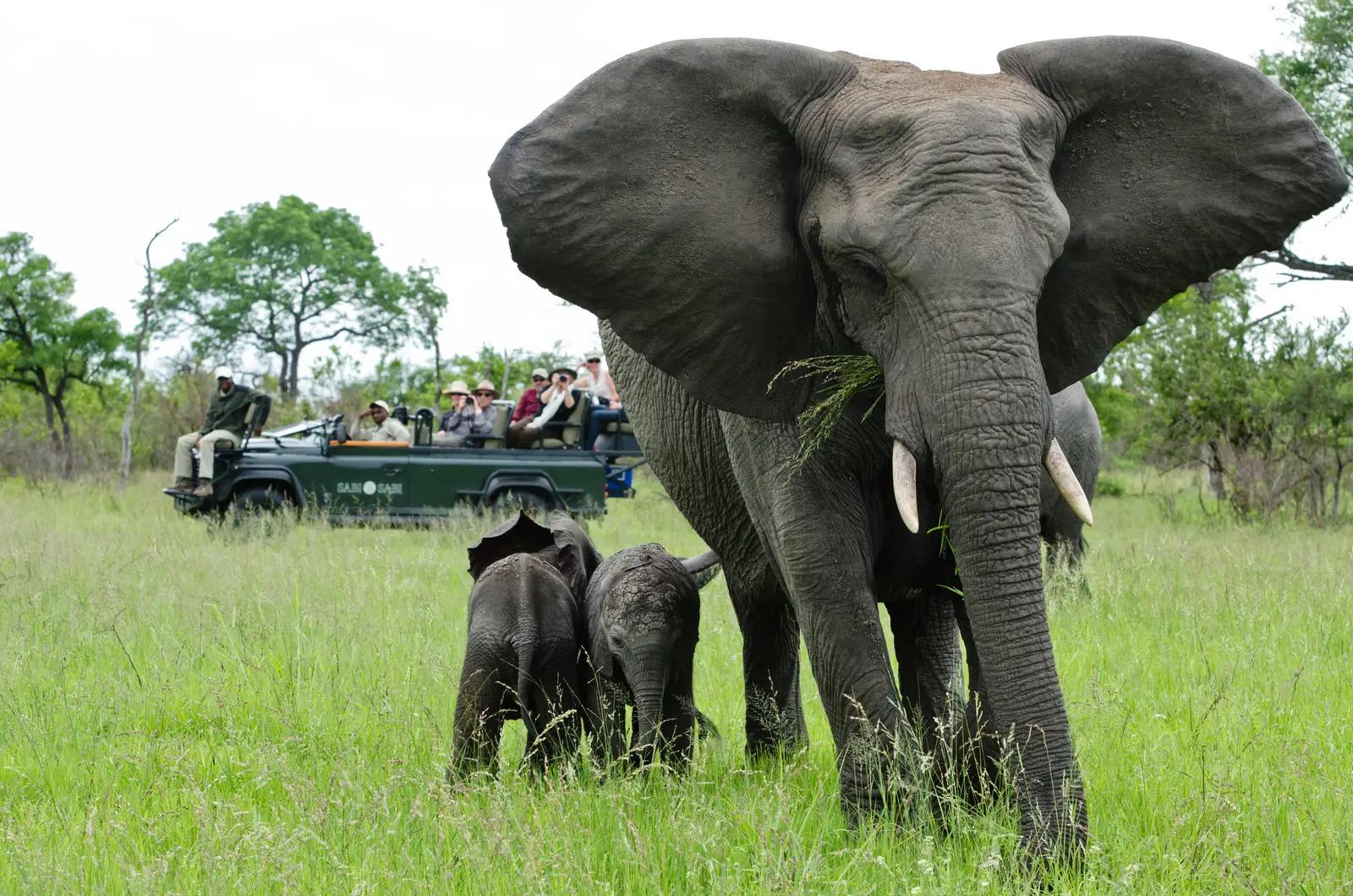 9 Day Cape Town, Wine and Wild Sabi Sands Safari 