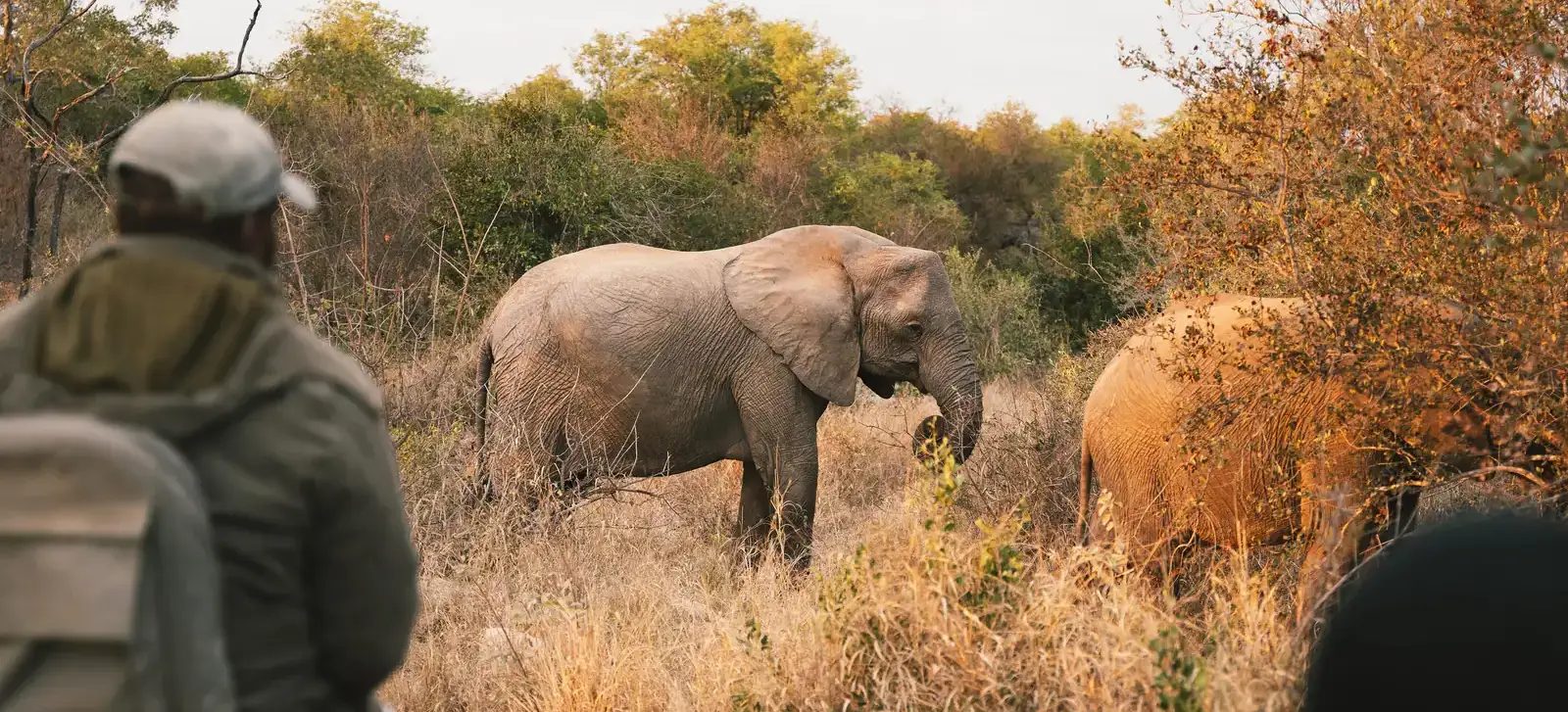 An elephant sighting.