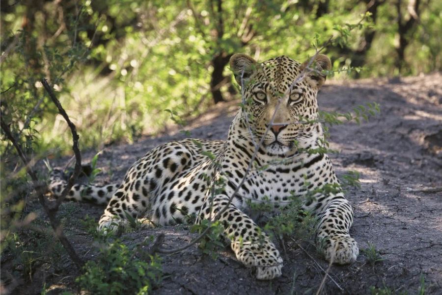 5 Day Madikwe Big 5 Safari Escape