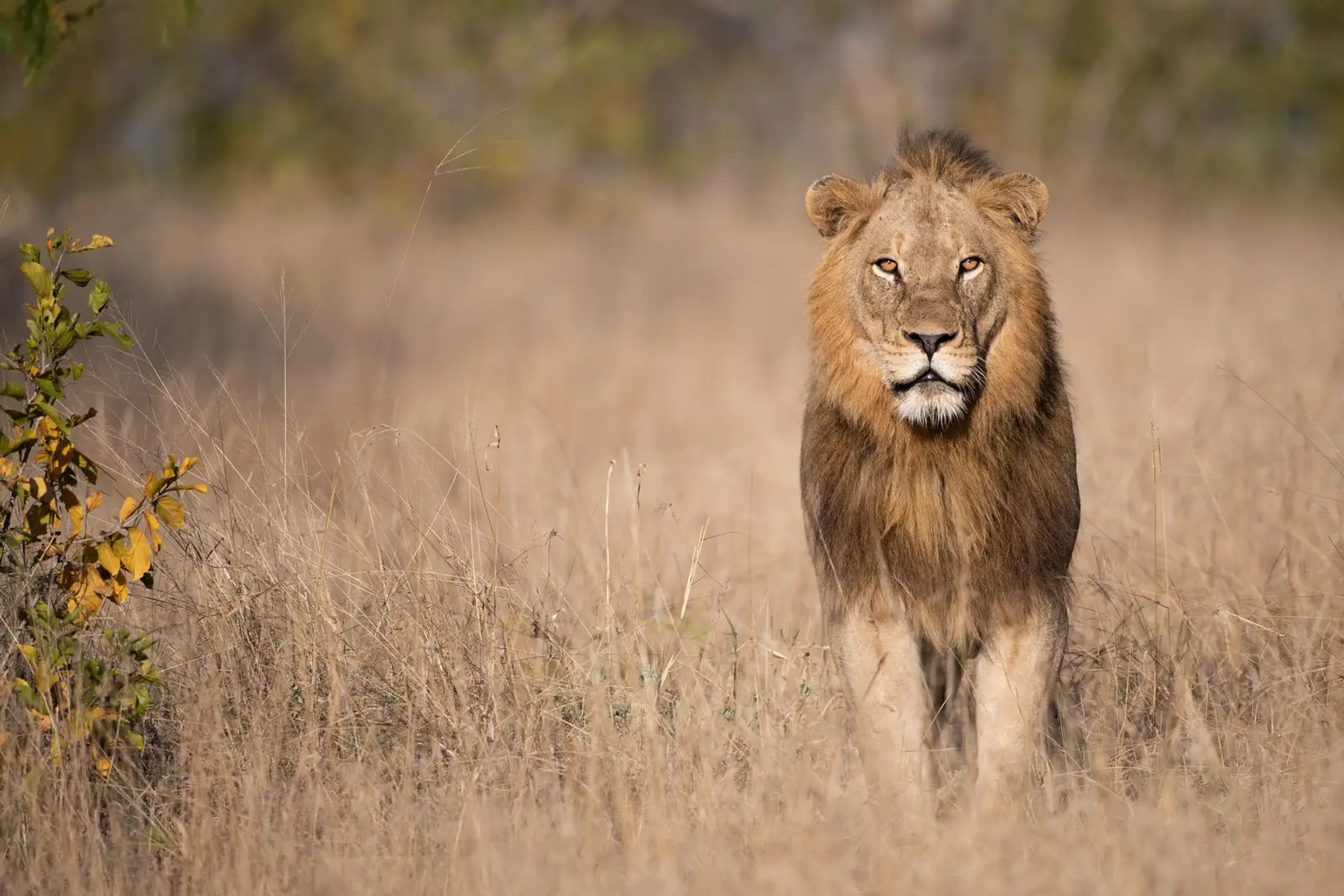 Lion Sands Game Reserve