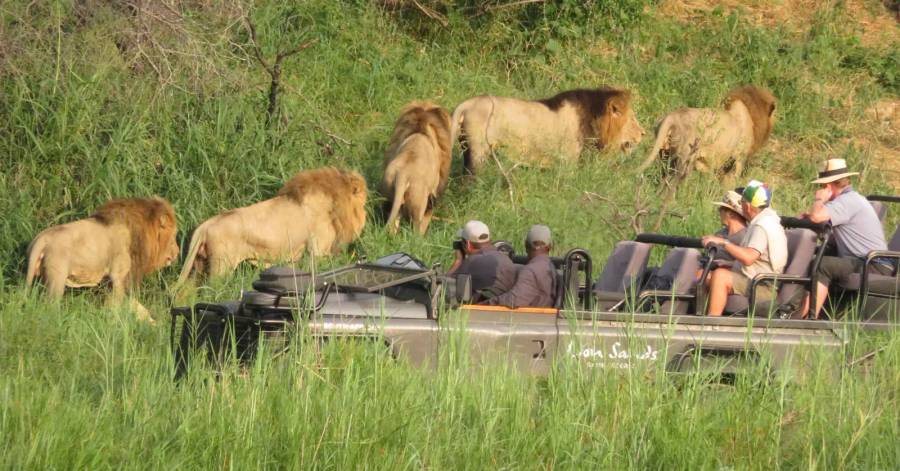 3 Day Lion Sands Sabi Sand Safari 