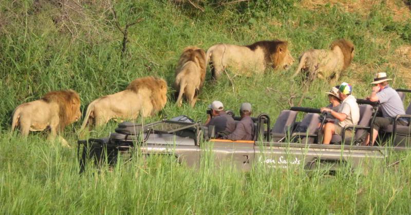 3 Day Lion Sands Sabi Sand Safari 