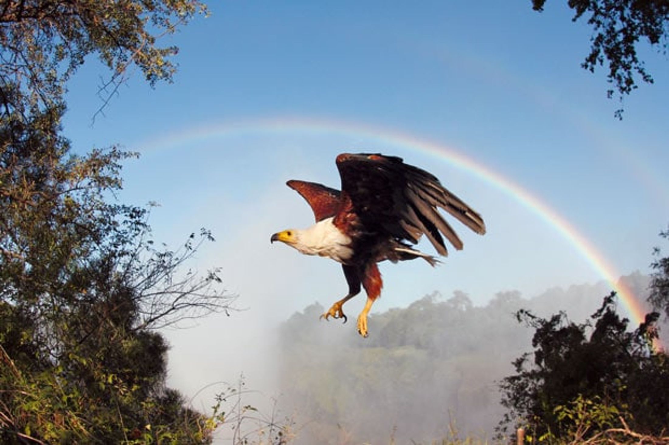 5 National Animals and Where to Find Them