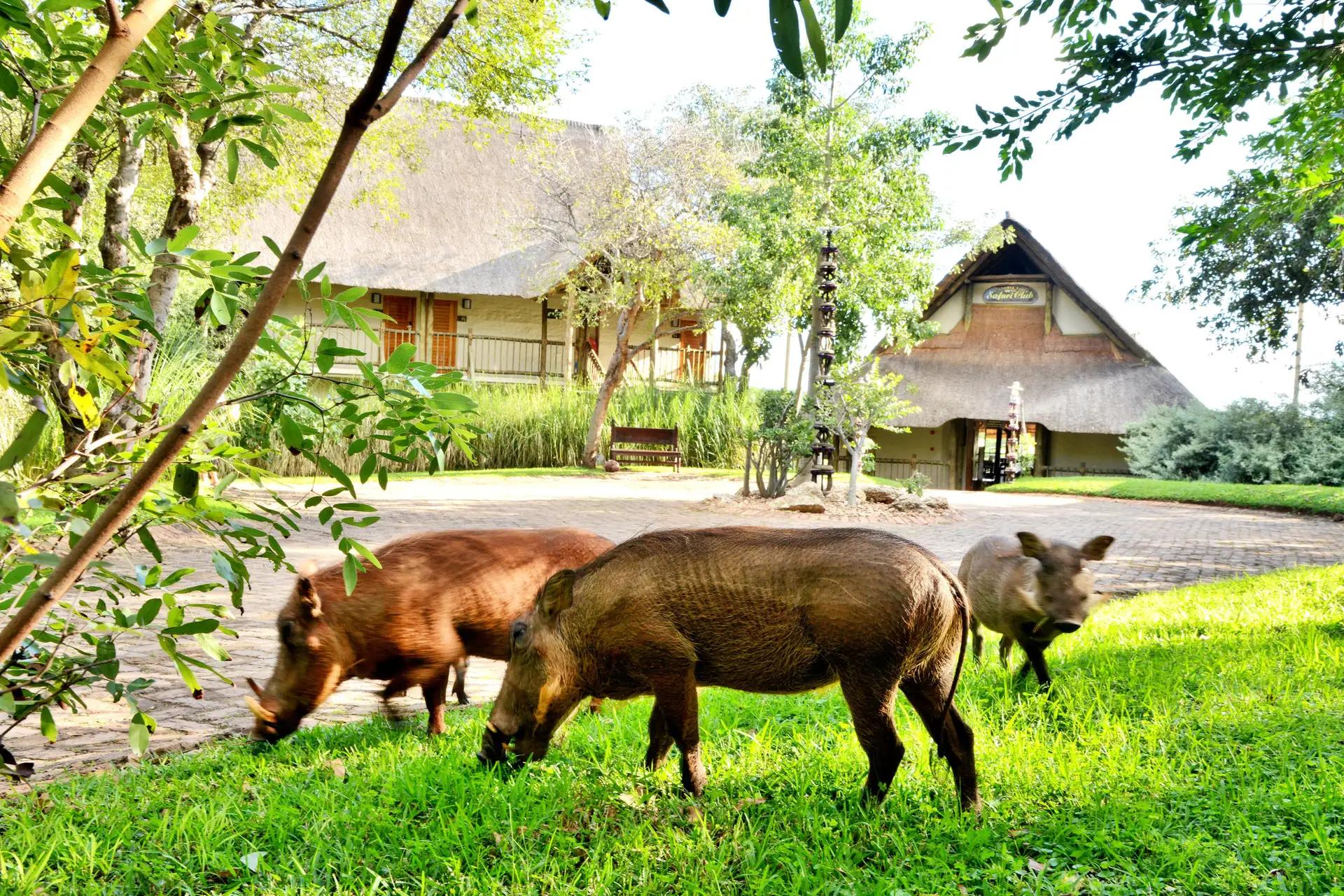 Victoria Falls Safari Club