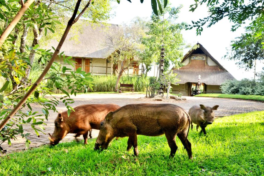 Victoria Falls Safari Club