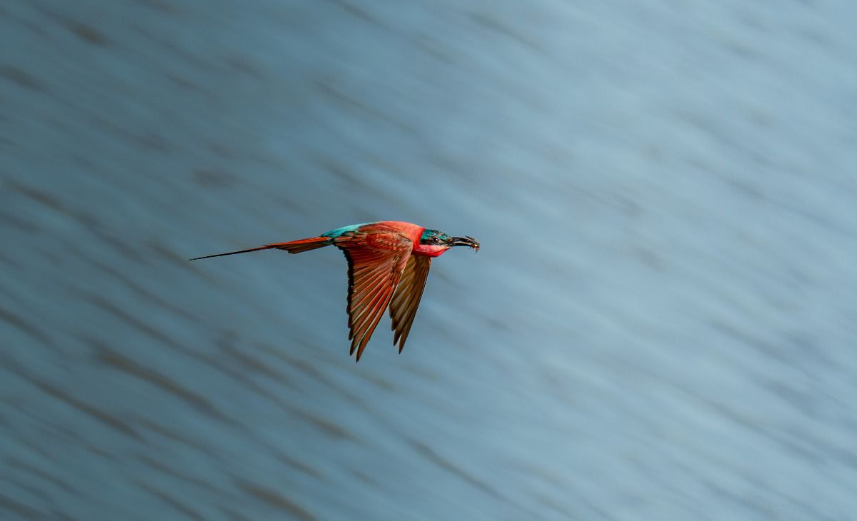 Framing the Wild: Solly Levi on Photography, Africa, and the Art