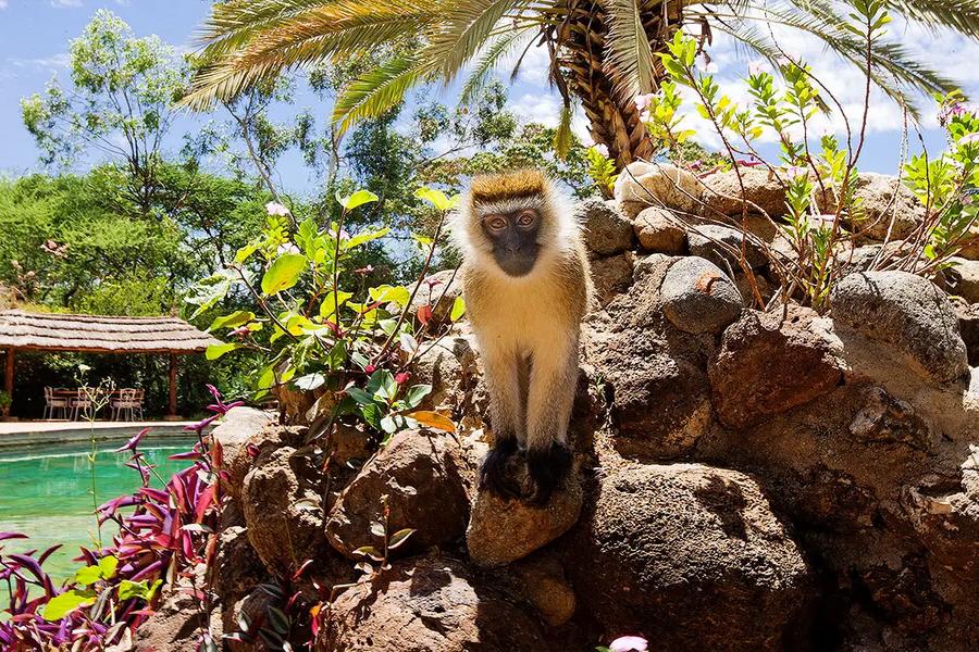 9-Day Kenya & Rwanda Safari: Big Five, Maasai Mara & Gorilla Trekking Tour