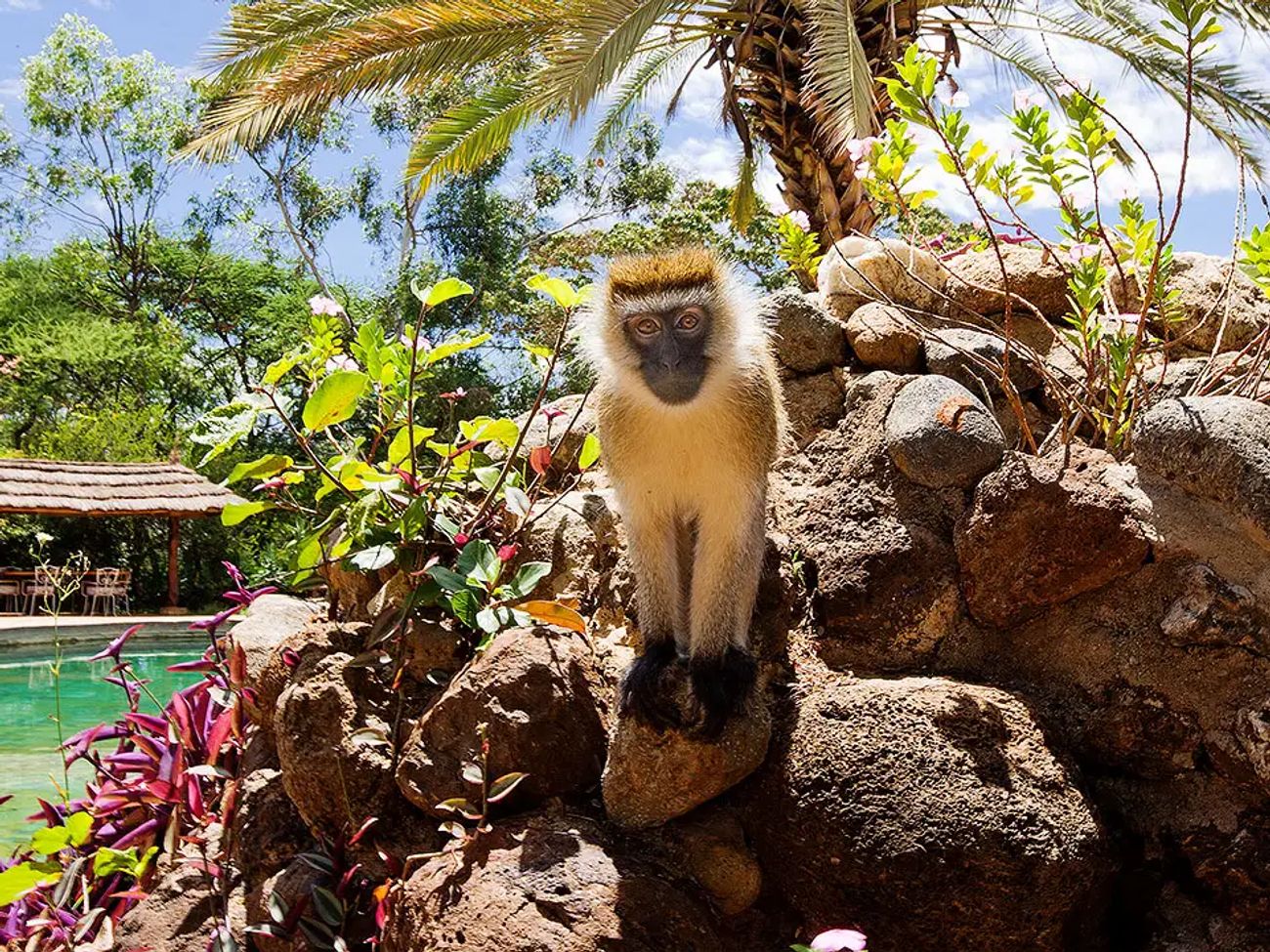 9-Day Kenya & Rwanda Safari: Big Five, Maasai Mara & Gorilla Trekking Tour