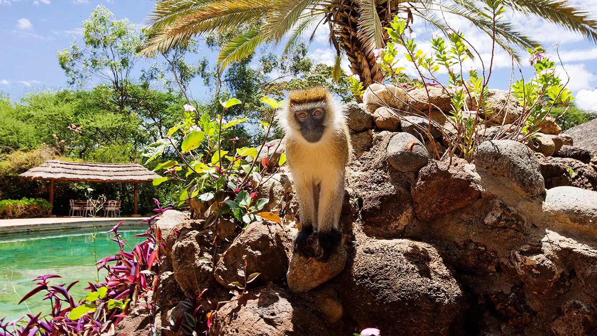 9-Day Kenya & Rwanda Safari: Big Five, Maasai Mara & Gorilla Trekking Tour