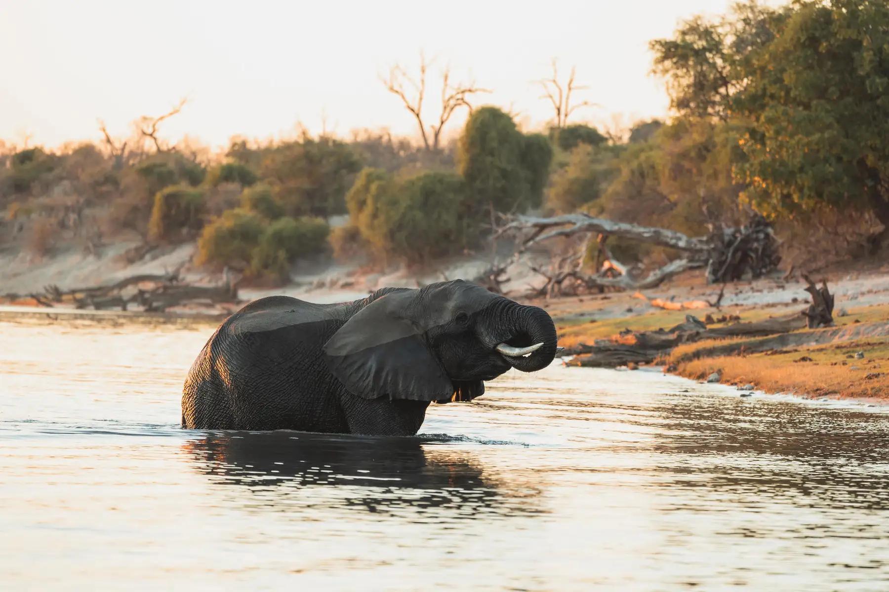 Chobe Princess