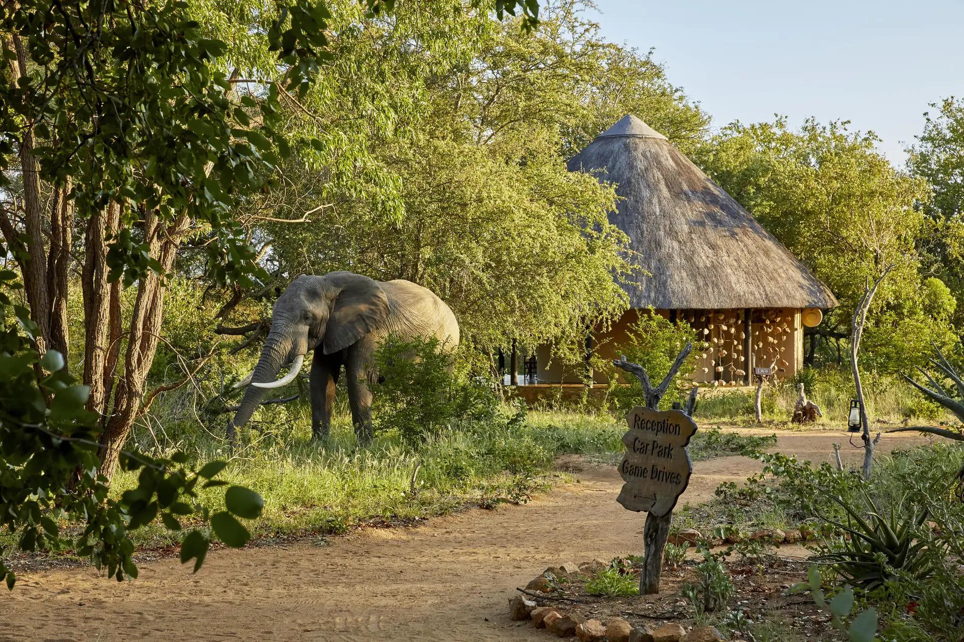 5 Day Fly-in Safari to Timbavati Game Reserve