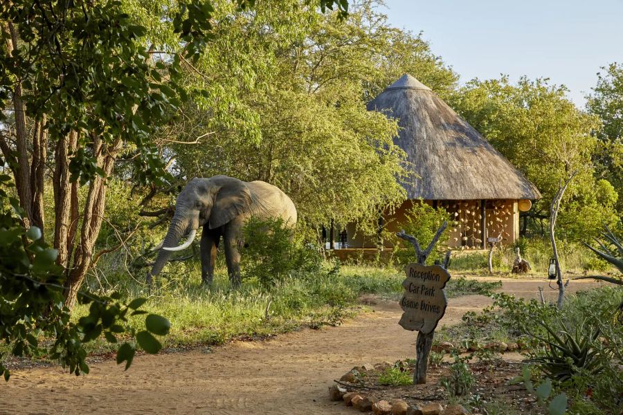 5 Day Fly-in Safari to Timbavati Game Reserve