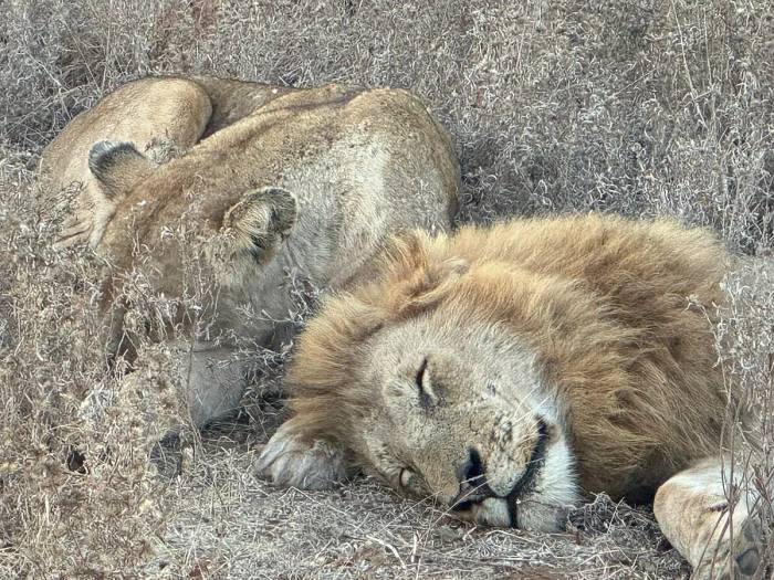 USA guests enjoyed a luxury journey through South Africa, Zambia, and Zimbabwe, from Cape Town’s The Marly Boutique Hotel to Simbavati Hilltop Lodge, Victoria Falls’ Royal Livingstone Hotel, and Malori Mashuma Camp.