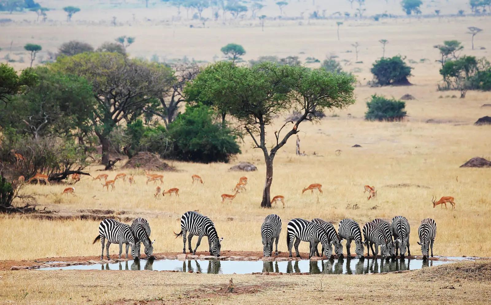 Singita Sasakwa Lodge