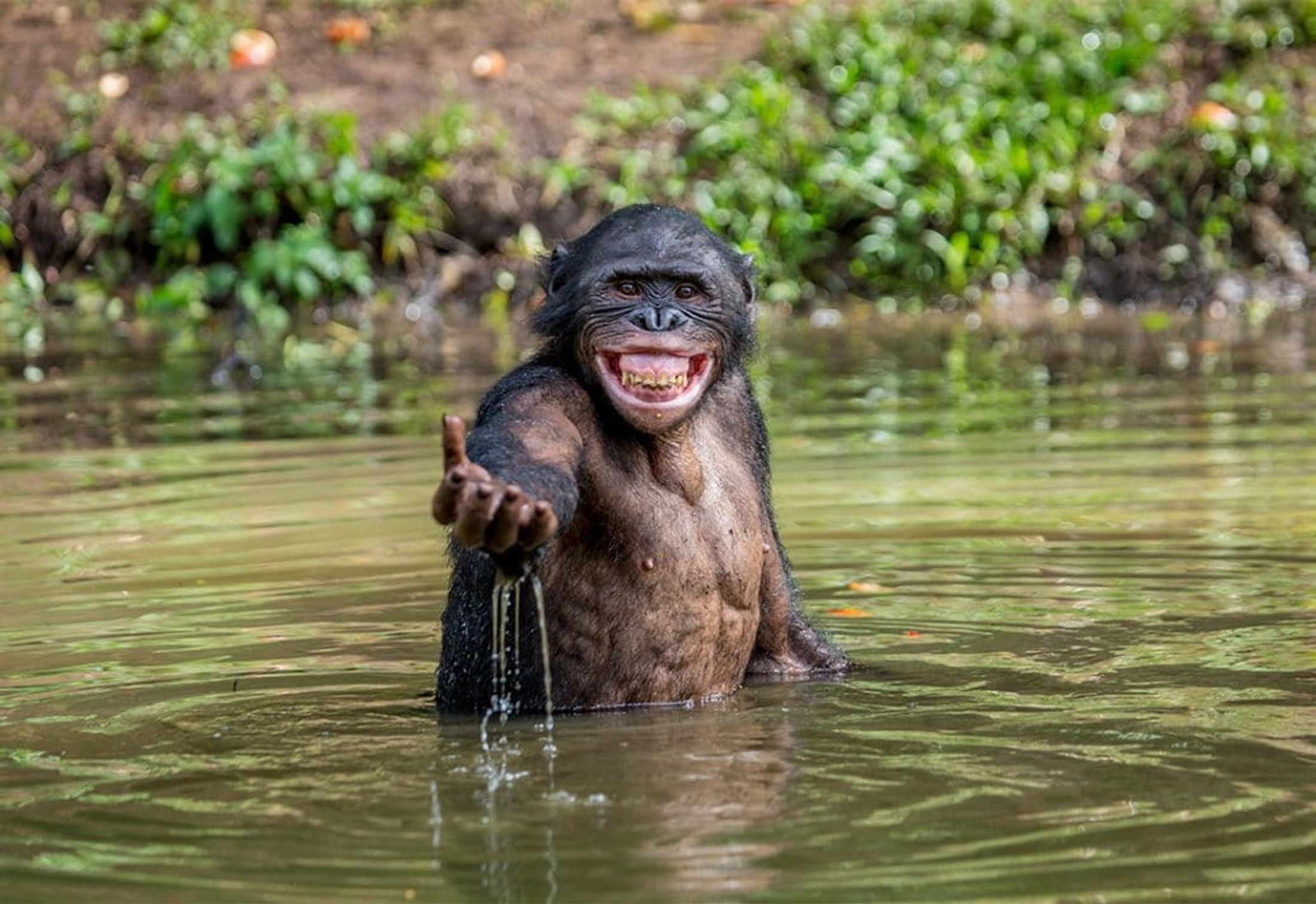 Ogooué-Leketi National Park - A New Park in the Congo