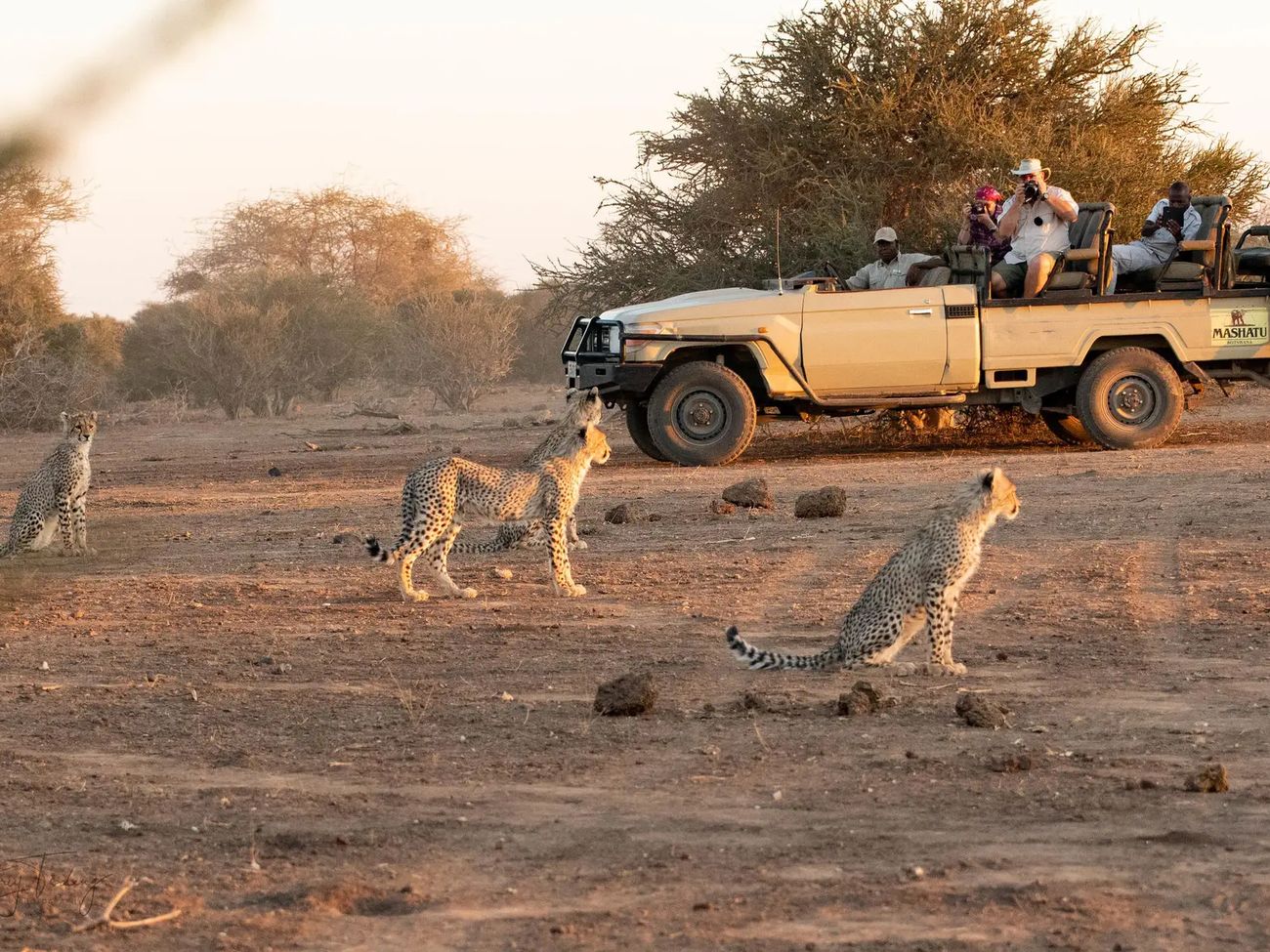 Tuli Safari Lodge