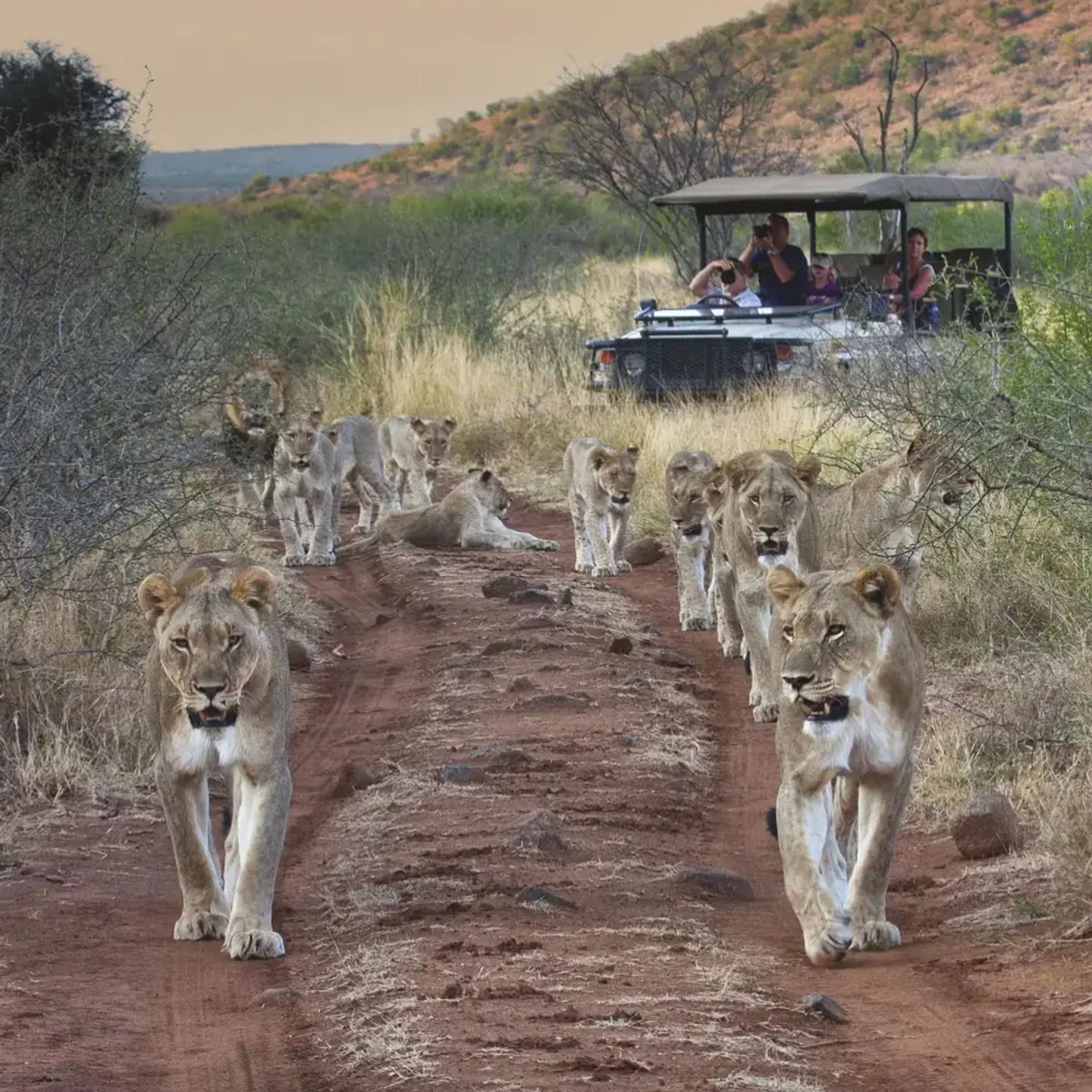The Best Safaris in October/November (Part 1)