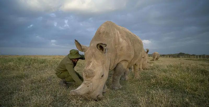 8 Day Amboseli, Mount Kenya & Masai Mara Flying Safari