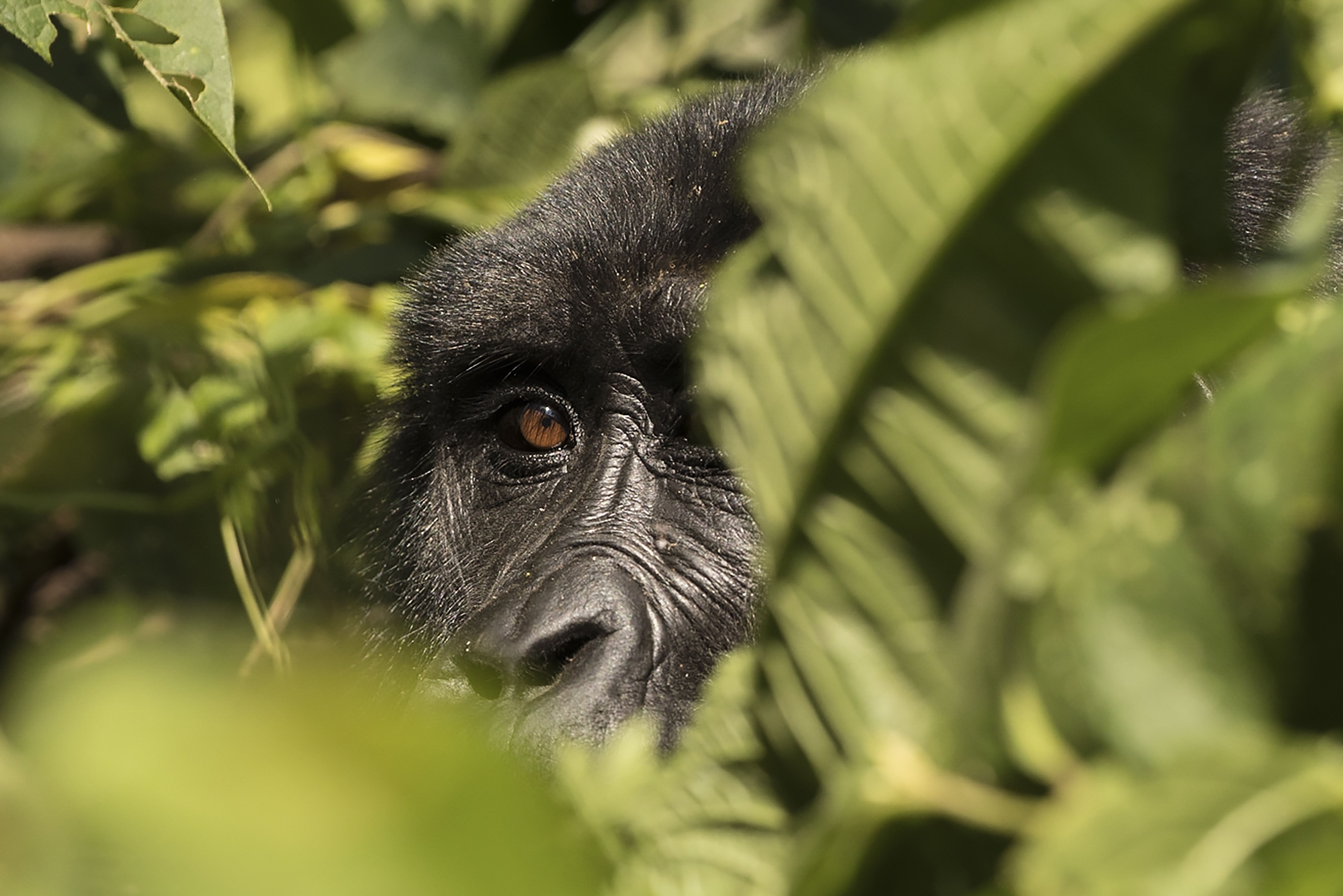The Importance of Being Earnest (When Choosing a Safari)