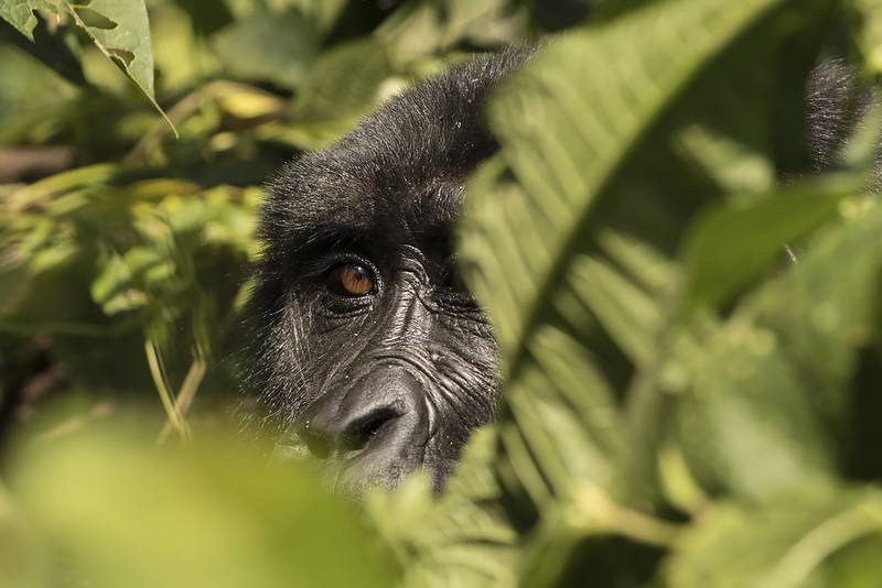 The Importance of Being Earnest (When Choosing a Safari)