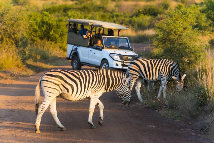 Shepherd's Tree Game Lodge
