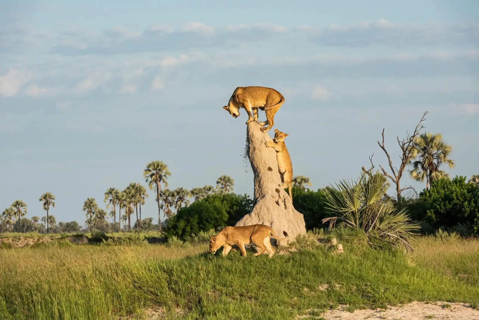 The lion king of the castle on a termite mound in the Okavango Delta.
