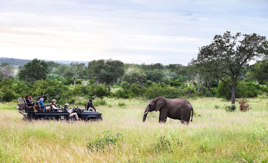 Londolozi Tree Camp