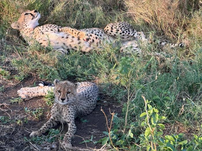 One of our guests from the United States captured and shared breathtaking photos of an East African cheetah sighting during their unforgettable African safari through Tanzania.