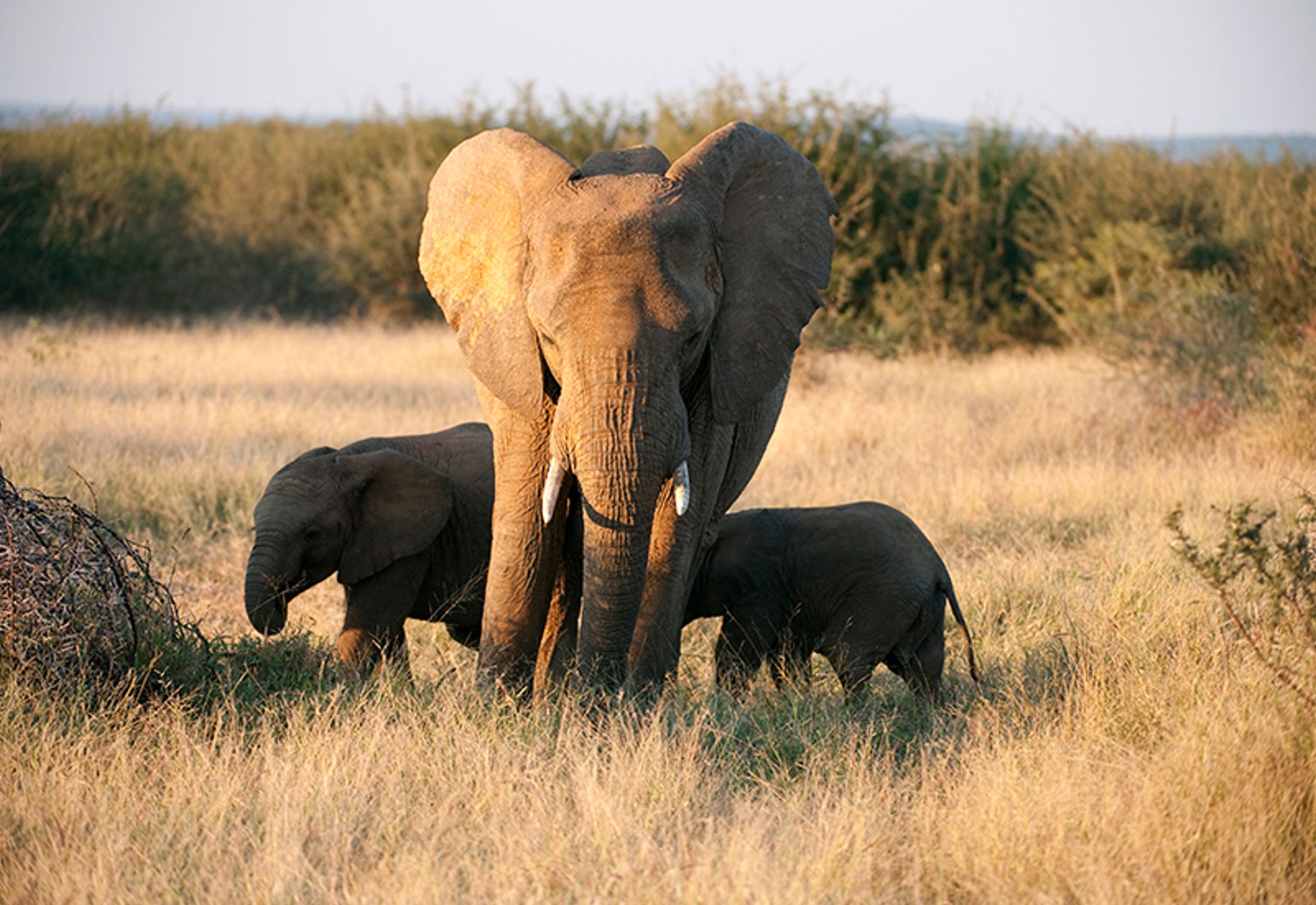 Top 5 African Safari Tours for Seniors