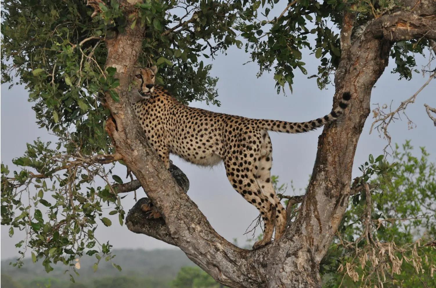 9 Day Kruger & KwaZulu Fly-Drive Explorer