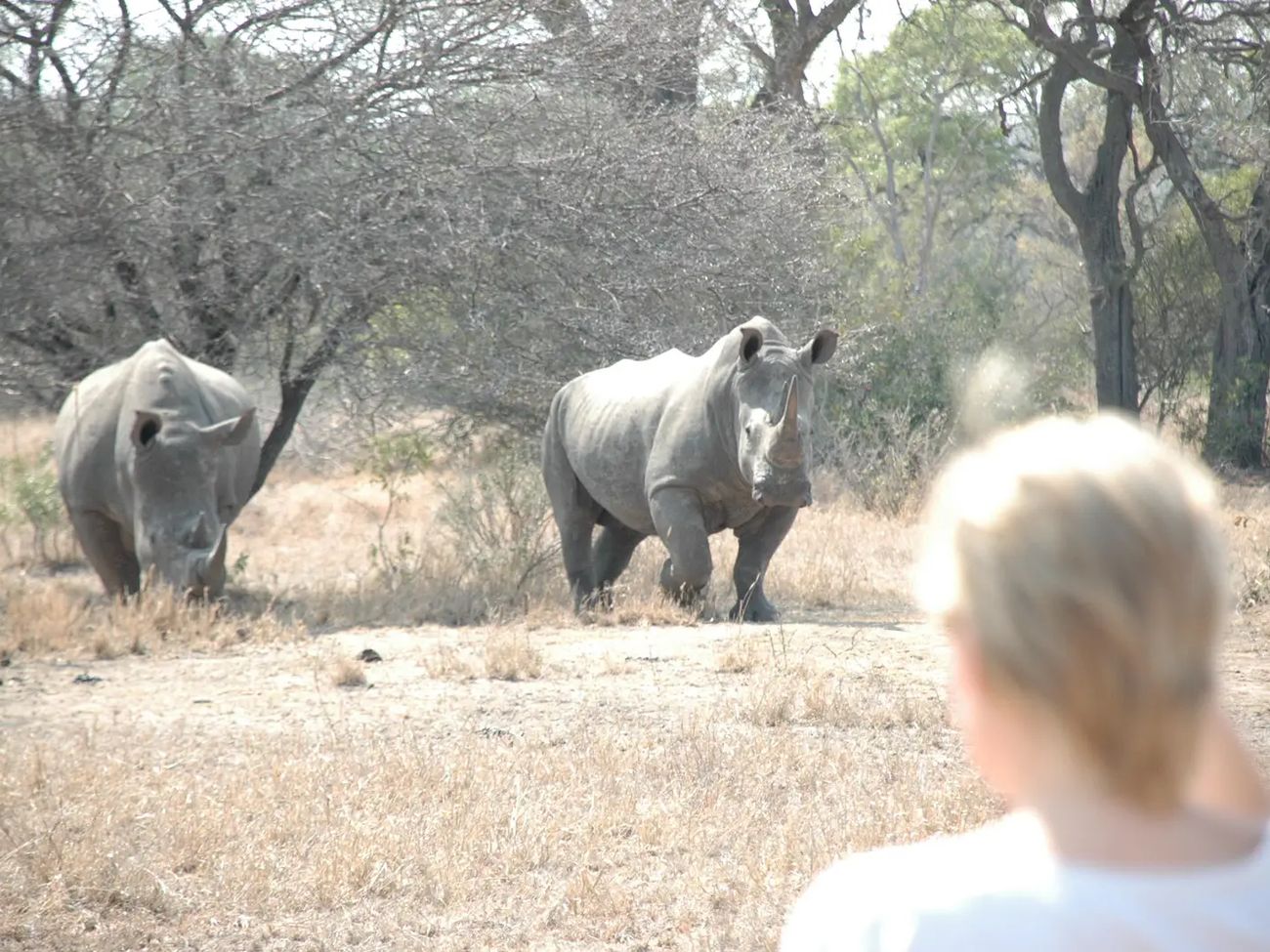 Plains Camp @ Rhino Walking Safaris