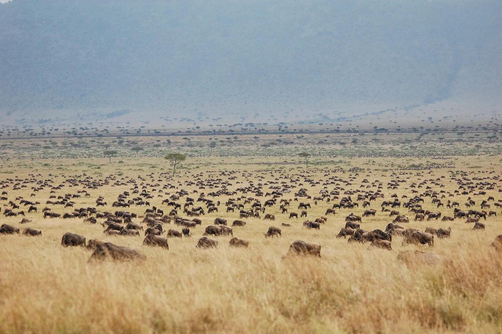3-Day Masai Mara Fly-in Safari with Governors Camp