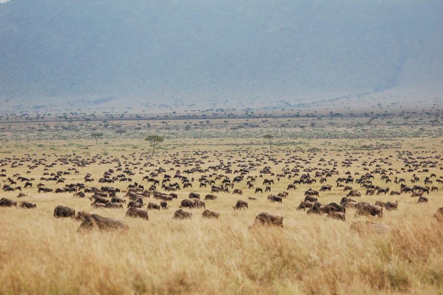 6 Day Great Migration Safari - Natures Most Spectacular Show