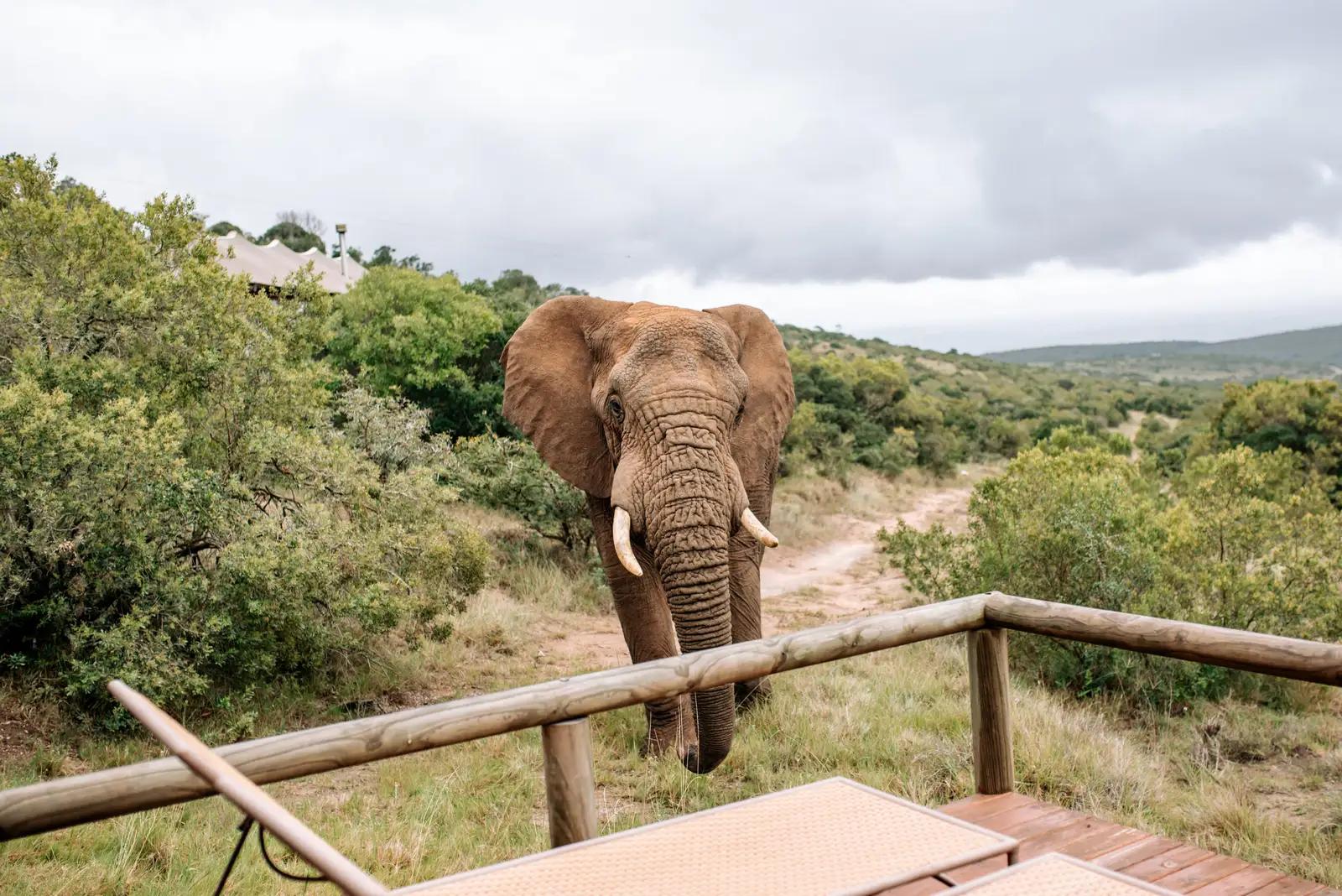 Amakhala Bukela Game Lodge