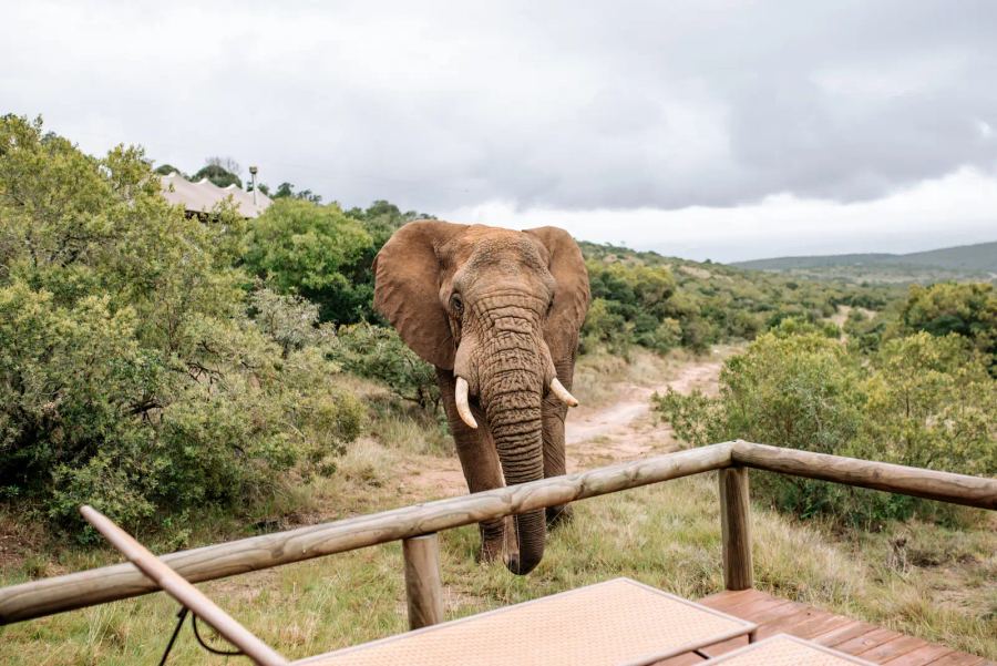 Amakhala Bukela Game Lodge