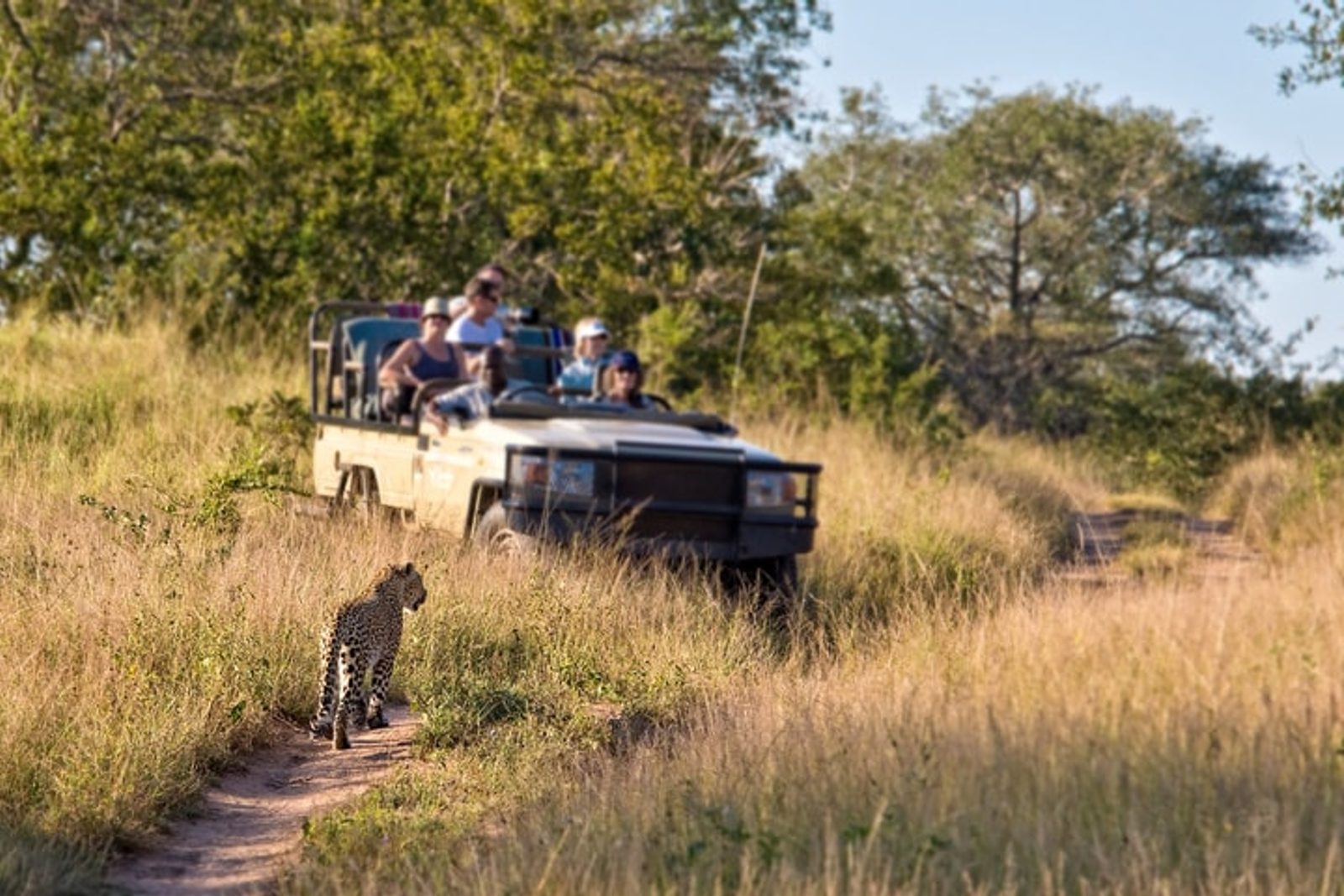 Learning the language whilst on safari