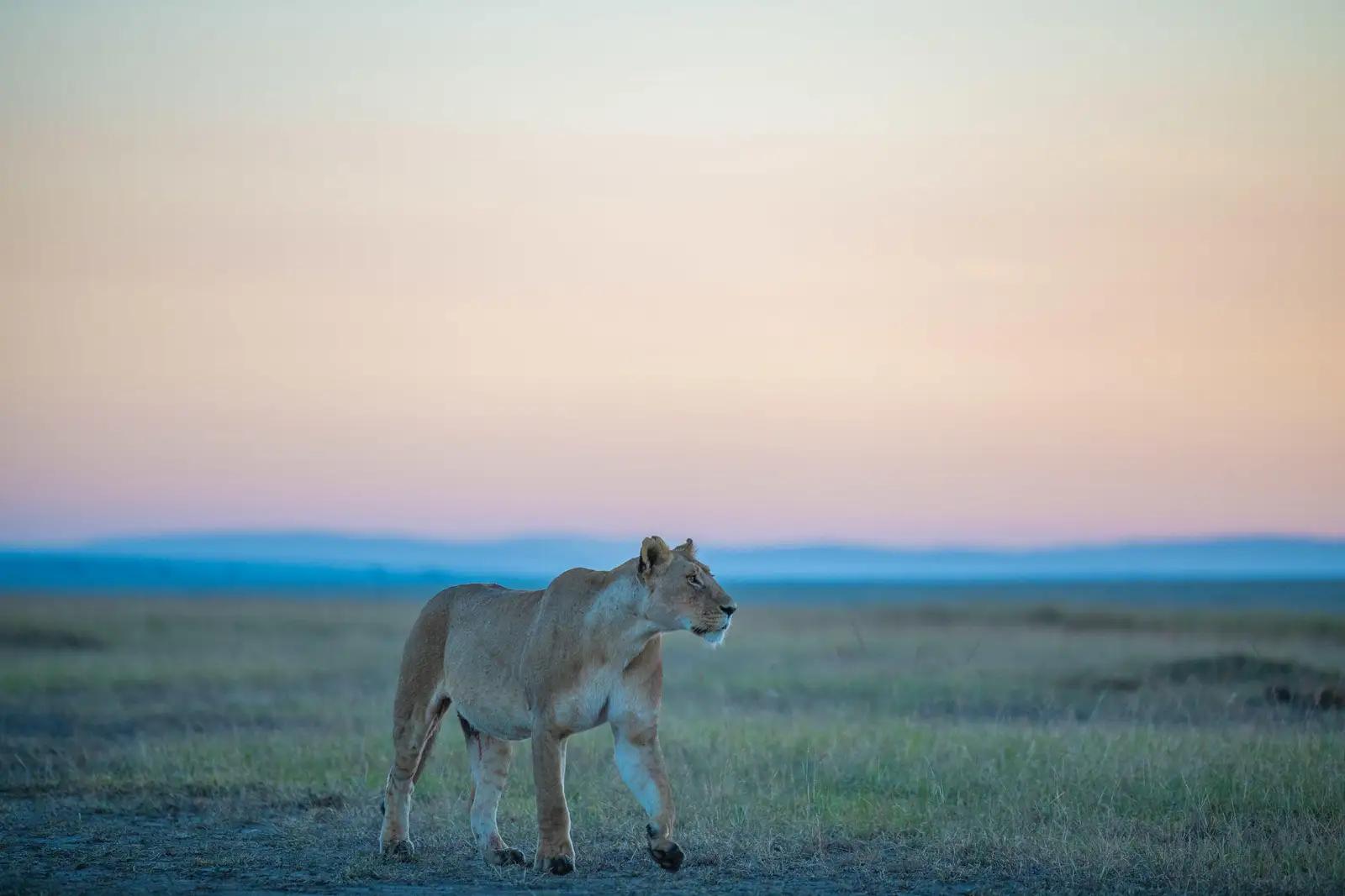 3-Day Masai Mara Fly-in Safari with Governors Camp