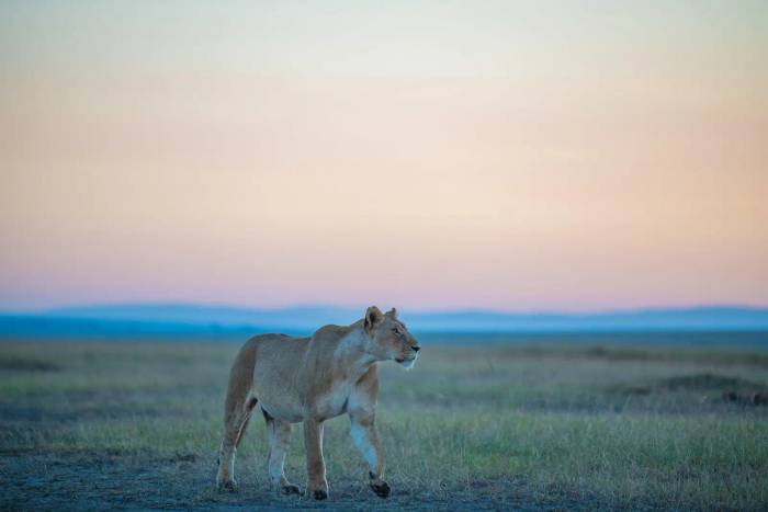 3-Day Masai Mara Fly-in Safari with Governors Camp
