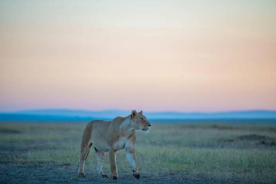 3-Day Masai Mara Fly-in Safari with Governors Camp