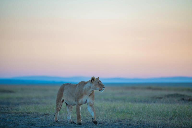 3-Day Masai Mara Fly-in Safari with Governors Camp