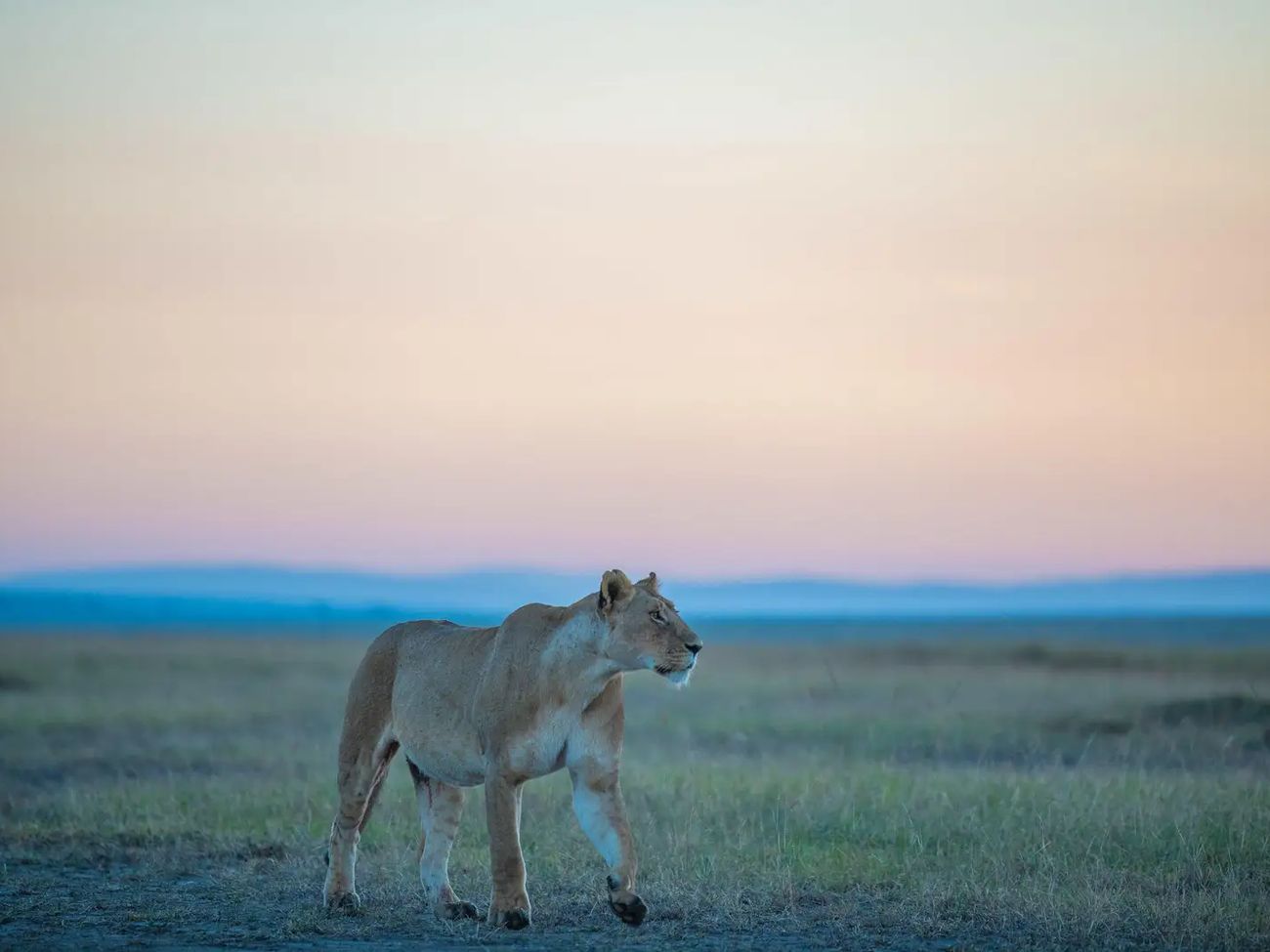 3-Day Masai Mara Fly-in Safari with Governors Camp