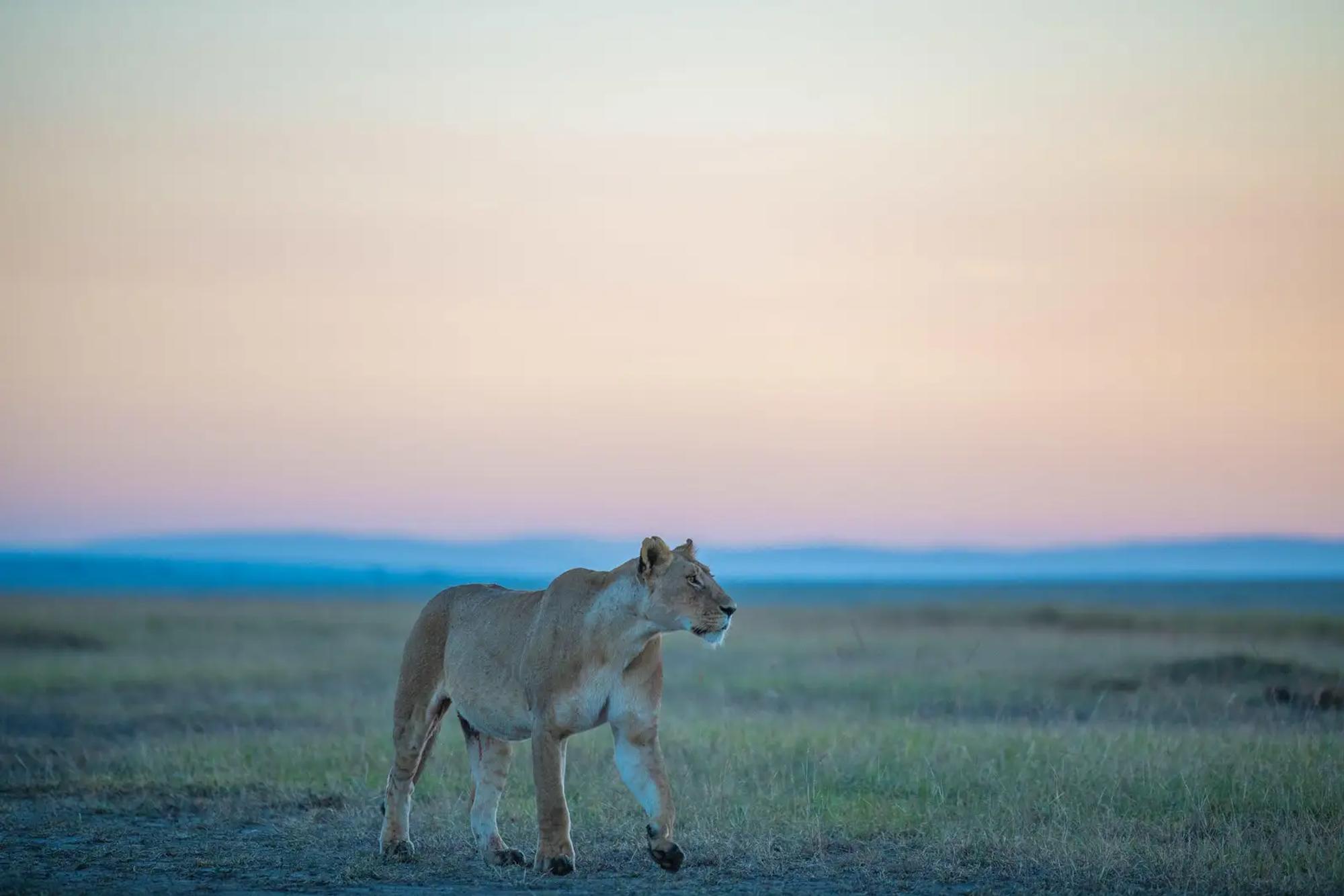 3-Day Masai Mara Fly-in Safari with Governors Camp