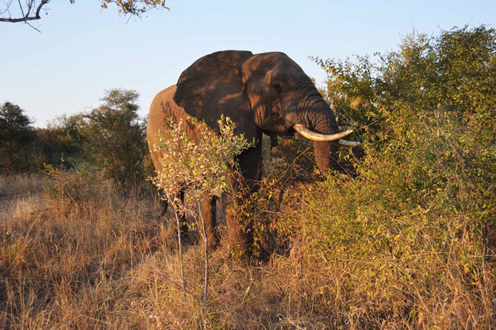 A beautiful sighting of an individual elephant